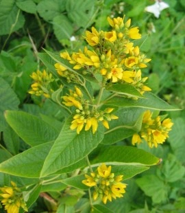 Lysimachia vulgaris - Img 2