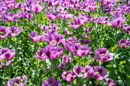 Mac Somniferum Single Lilac - Img 2