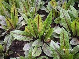 Macris Red veined-Rumex Sanguineus - Img 5