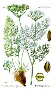 Meum athamanticum - Img 4