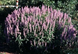 Mexican Hyssop-Agastache mexicana - Img 3