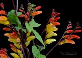 Mina lobata - Img 2