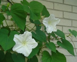 Moonflower-Ipomoea alba - Img 6