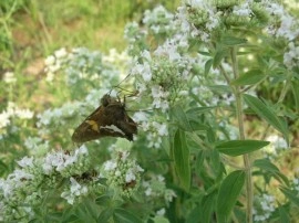 Mountain Mint-Pycnanthemum mix - Img 3