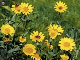 Musetel galben-Anthemis tinctoria - Img 3