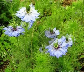 Nigella Damascena-Negrilica de Damasc - Img 3