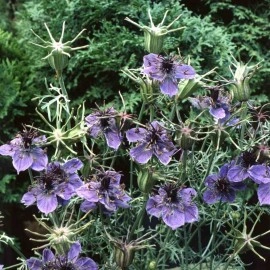 Nigella Hispanica Blue - Img 3