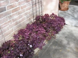 Oxalis Triangularis - Img 7