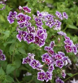 Phlox Drummondii Sugar Stars - Img 4