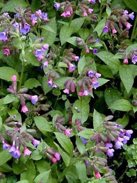 Plămânărică-Pulmonaria officinalis - Img 2