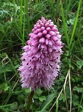 Raculet-Polygonum bistorta - Img 4