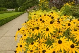 Rudbeckia Hirta My Joy - Img 2