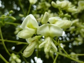 Salcam japonez-Sophora japonica - Img 3