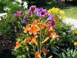 Salpiglossis sinuata mix - Img 2