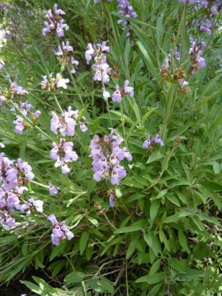 Salvia Lavandulifolia - Img 3