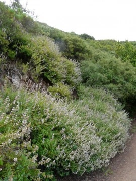 Salvia Mellifera-Black Sage - Img 4