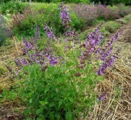 Salvia Miltiorrhiza-Red Sage - Img 7