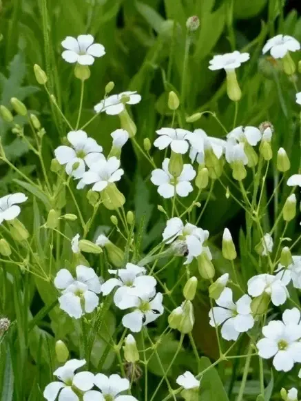 Saponaria Vaccaria mix - Img 3