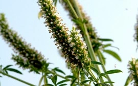 Schizonepeta tenuifolia-Jing Jie - Img 3