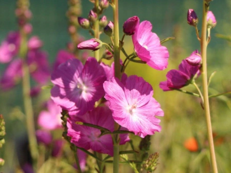 Sidalcea Malviflora Rosanna - Img 4