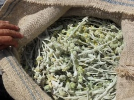 Sideritis Syriaca-Mountain tea - Img 4