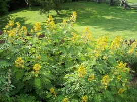 Siminichia-Cassia angustifolia - Img 5