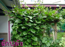 Spanac Malabar-Basella rubra