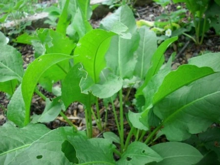 Stevia-Rumex patientia - Img 4