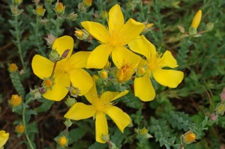 Sunatoare decorativa-Hypericum Monserianum - Img 2