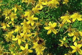 Sunatoare-Hypericum perforatum - Img 2