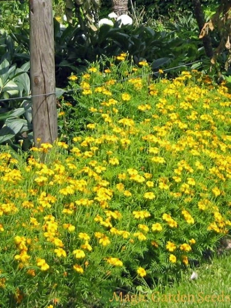 Tarhon Mexican-Tagetes Lucida - Img 3
