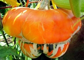 Tartacute Turks Turban - Img 2