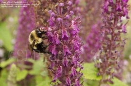 Teucrium hyrcanicum Purple Tails - Img 7
