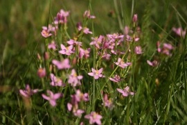 Tintaura-Centaurium erythraea - Img 2