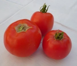 Tomate Buzau 22 - Img 2