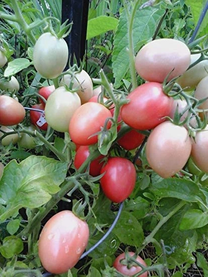 Tomate cherry Pink Thai Egg - Img 2