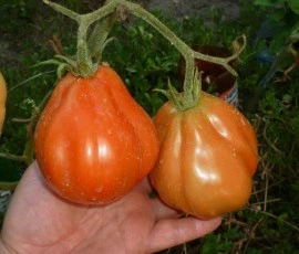 Tomate Coeur d'Albenga - Img 3