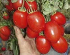 Tomate Rio Grande - Img 2