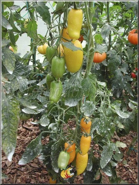 Tomate Roman Candle - Img 3
