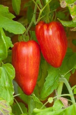 Tomate Speckled Roman - Img 4