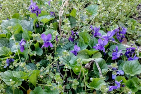 Toporas-Viola Odorata - Img 5