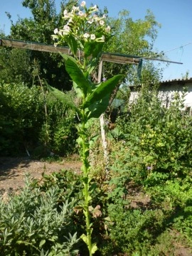 Tutun - Img 3