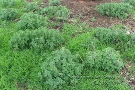 Unguras-Marrubium vulgare - Img 3