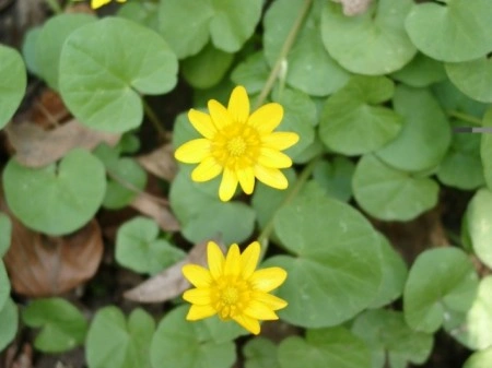 Untisor-Ficaria Verna - Img 8