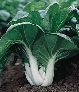 Varza chinezeasca Pak Choi Canton Dwarf - Img 2