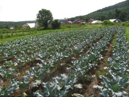 Varza Siberian Kale - Img 3