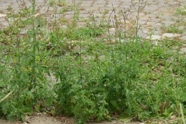 Verbena Officinalis - Img 7