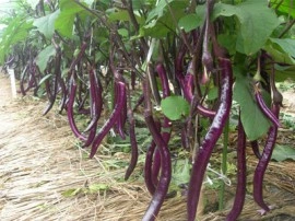 Vinete Long Purple - Img 2