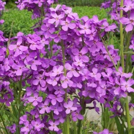 Violeta de noapte-Hesperis Matronalis - Img 2