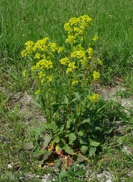 Winter Cress-Barbarea Vulgaris - Img 5